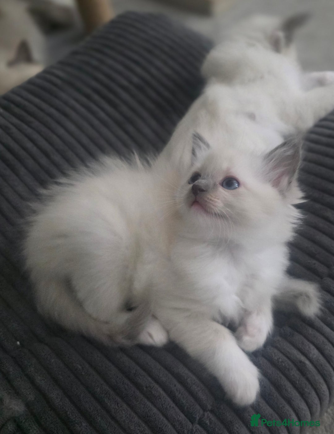 Ragdoll cats for sale: 2 beautiful litters of Ragdolls  - Image 25