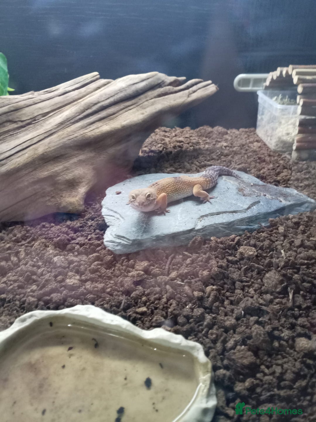 Leopard Gecko reptiles for sale: Leopard gecko  - Image 6