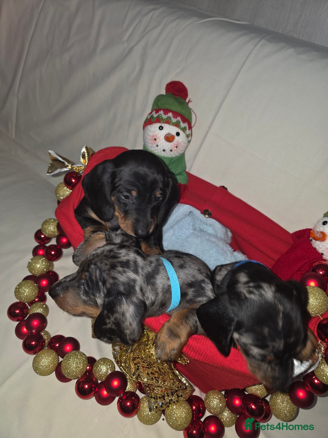 Miniature Dachshund dogs for sale: Miniature dachshund  - Advert 3