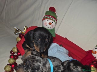 Miniature Dachshund dogs Miniature dachshund - Advert 1