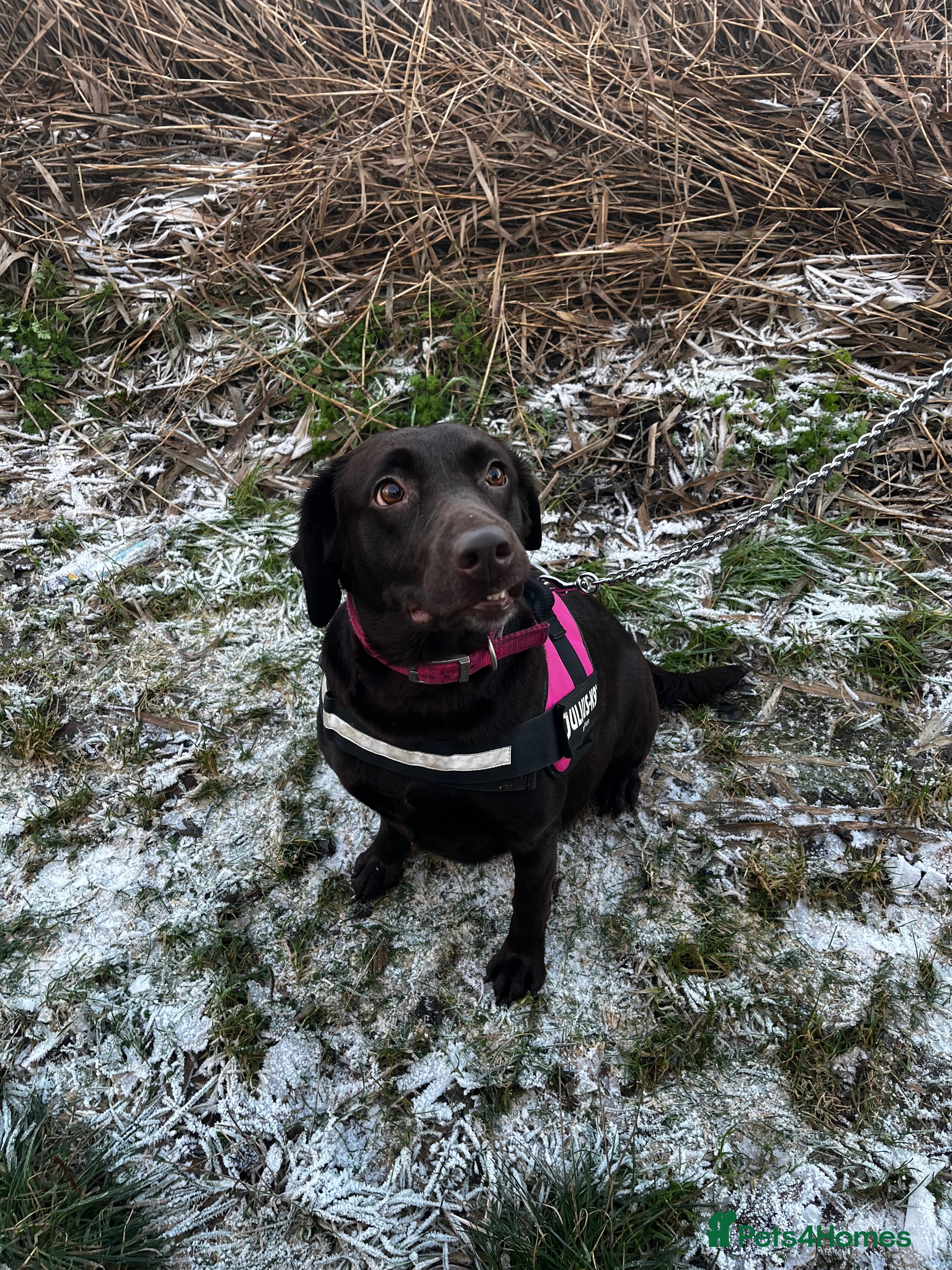 Labrador Retriever dogs Labrador puppy - Advert 9