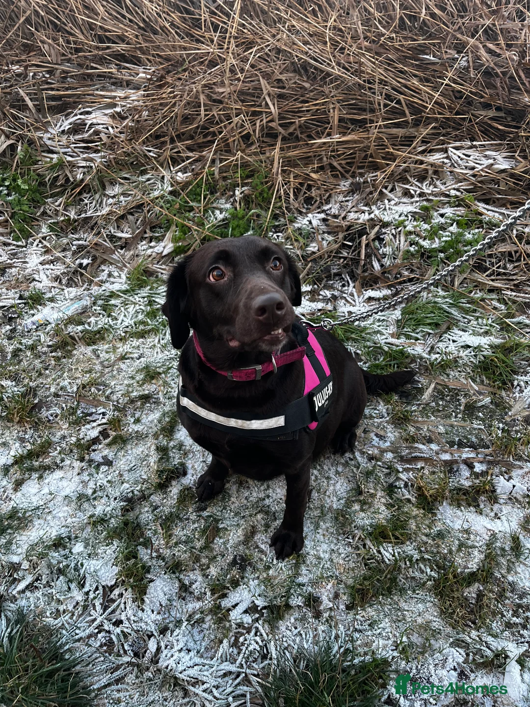 Labrador Retriever dogs for sale: Labrador puppy - Advert 1