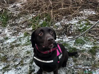 Labrador Retriever dogs Labrador puppy - Advert 9