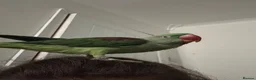 Parrots birds for sale: Tame Young Female Alexandrine - Advert 5