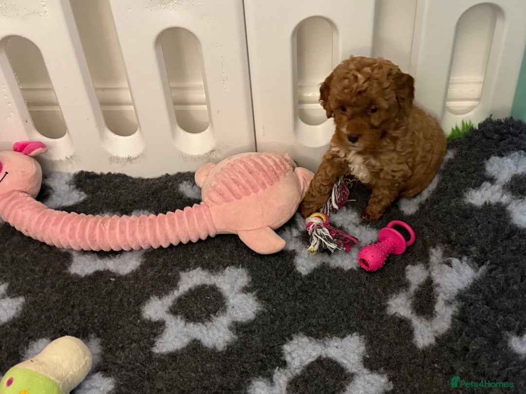 Cockapoo dogs for sale: Cockapoo F1b non moulting health tested puppies  - Image 19