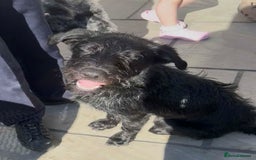 Mixed Breed dogs for adoption: DOLLY - Really Wants a Canine Buddy! - Image 5
