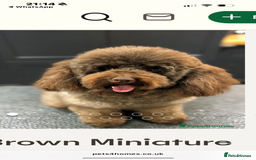 Cavapoo dogs for sale: Stunning Litter of F1B Cavapoo Puppies - Image 11