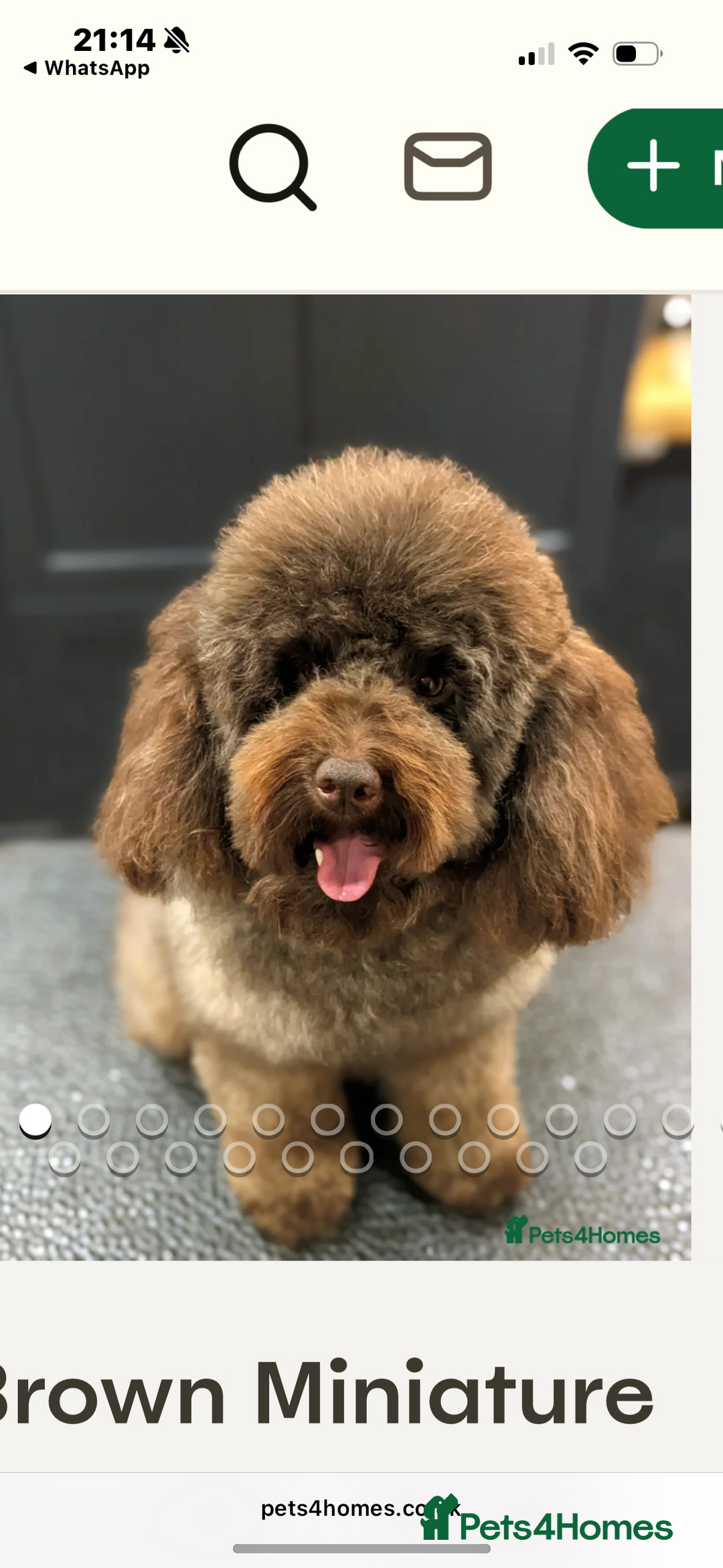 Cavapoo dogs for sale: Stunning Litter of F1B Cavapoo Puppies - Image 11