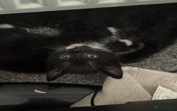 Domestic Shorthair cats for sale: domestic shorthair cats  - Image 3
