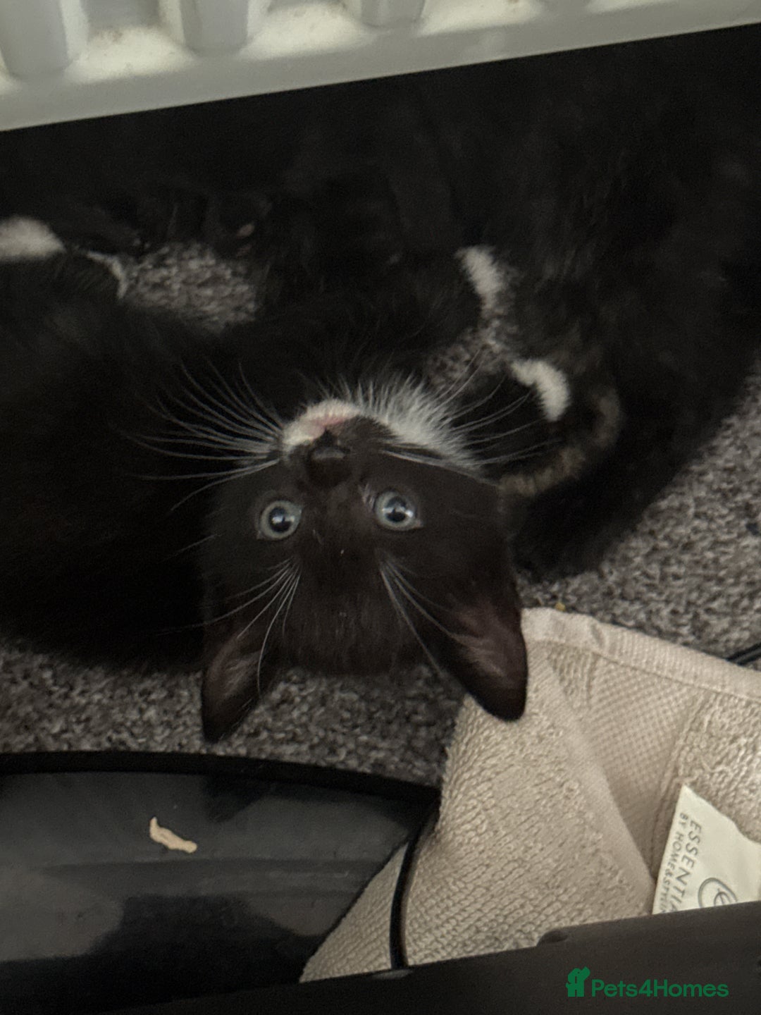Domestic Shorthair cats for sale: domestic shorthair cats  - Image 3
