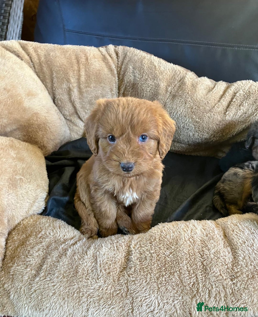 Cockapoo dogs for sale: Cockapoos  - Advert 2