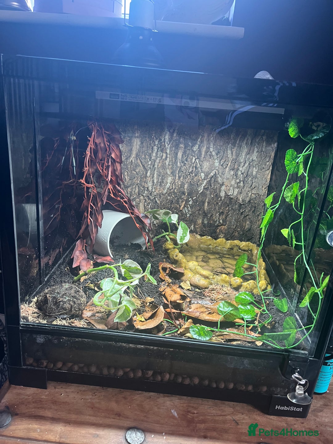 Frog reptiles for sale: Pac-Man frog & full set up - Image 4