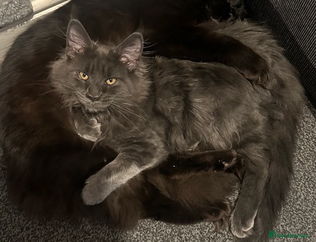 Maine Coon cats for sale: Stunning 15 month old Female  - Advert 1
