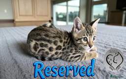 Bengal cats for sale: 1 beautiful boy from tica champion lines - Image 7