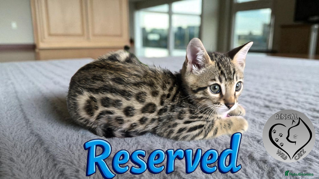 Bengal cats for sale: 1 beautiful boy from tica champion lines - Image 7