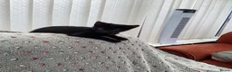 Mixed Breed cats for sale: Feral kittens  in Durham - Advert 11