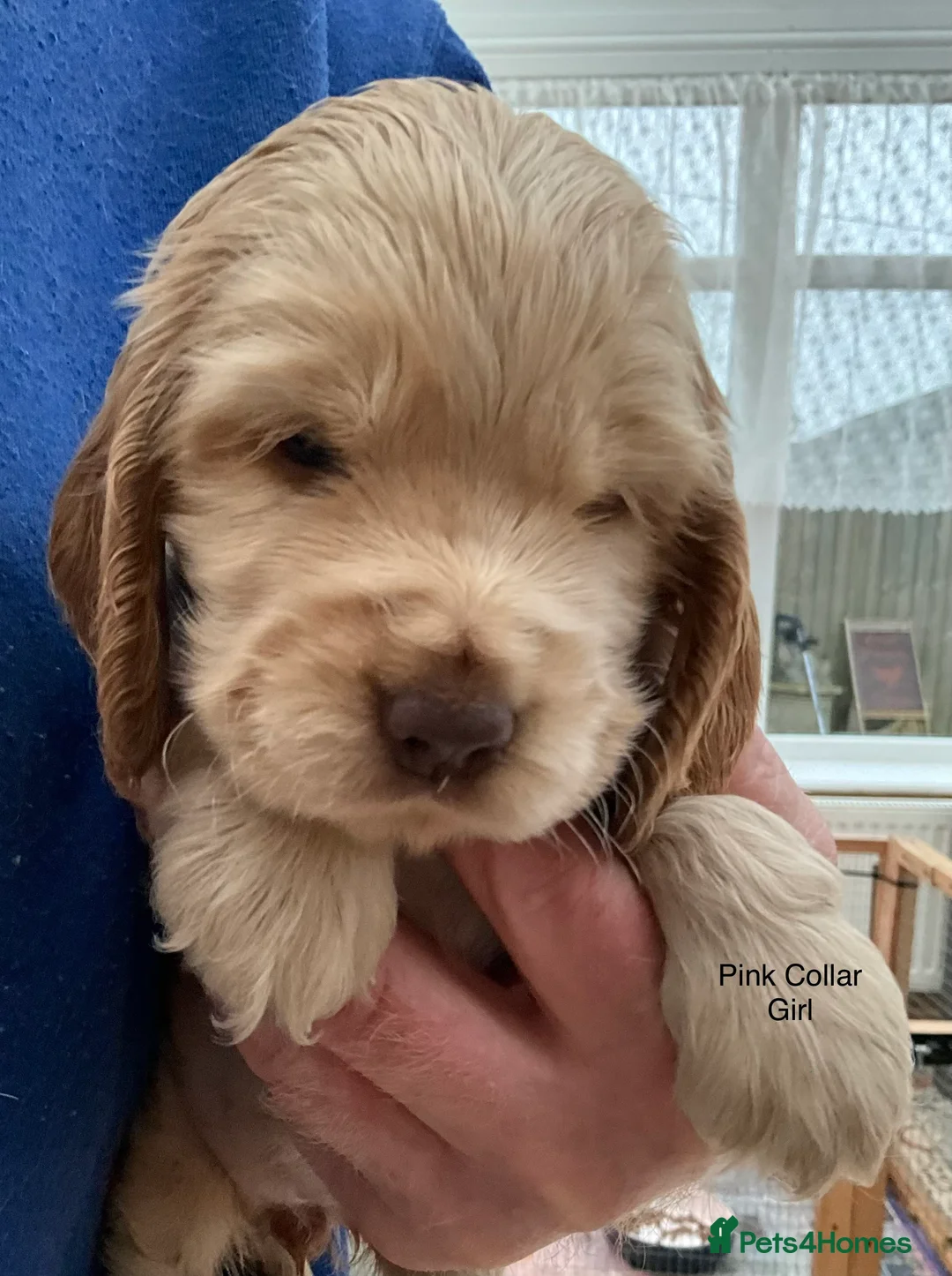 Cocker Spaniel dogs for sale: Stunning Litter of Show Cocker Spaniel Puppies - Advert 6