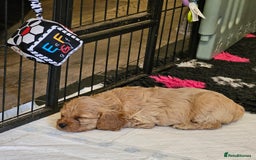 Cavapoo dogs for sale: 🐾 Gorgeous Health Tested F1 Cavapoo Puppies 🐶🐾 - Image 12