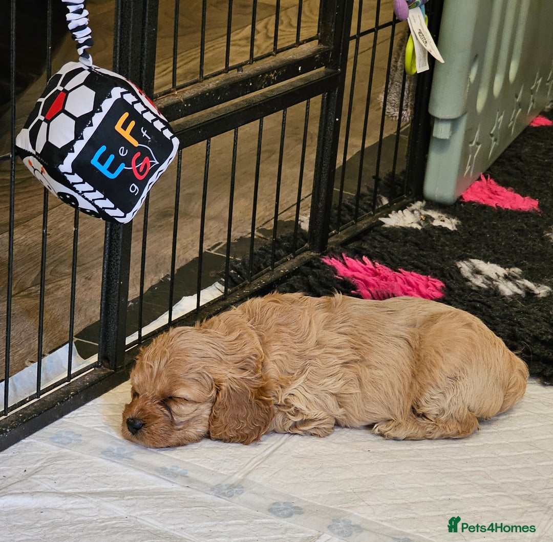 Cavapoo dogs for sale: 🐾 Gorgeous Health Tested F1 Cavapoo Puppies 🐶🐾 - Image 12