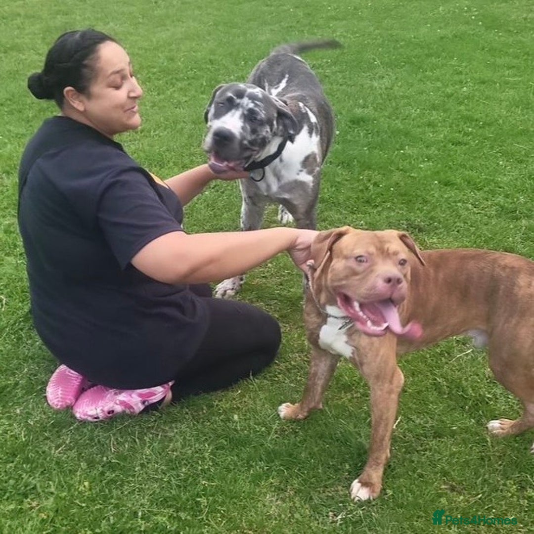 Mixed Breed dogs for adoption: Blue (Cane Corso mix) - Image 8