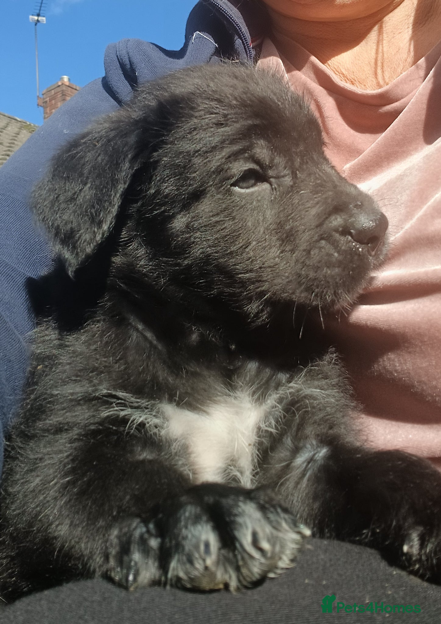 Mixed Breed dogs 1 BOY available Fluffy Cane Corso X Wheaten GreyH - Advert 8