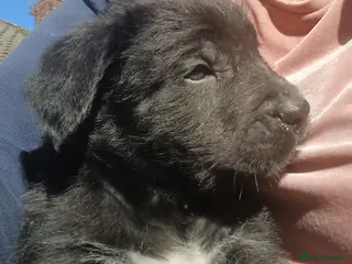 Mixed Breed dogs 1 BOY available Fluffy Cane Corso X Wheaten GreyH - Advert 8