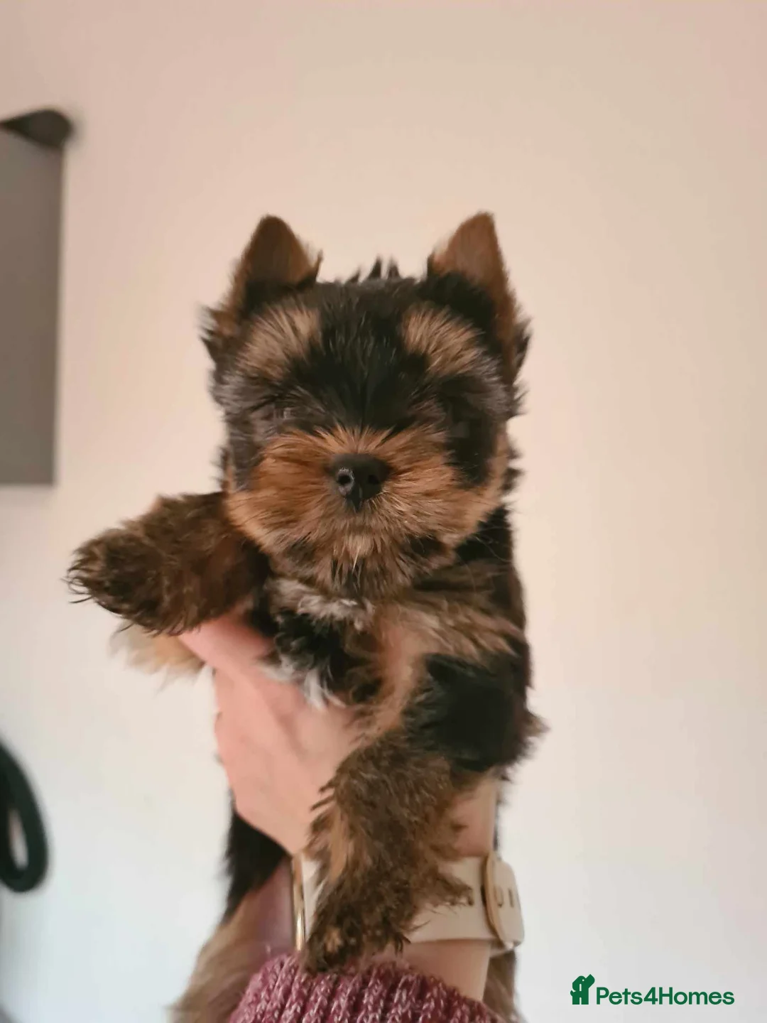 Yorkshire Terrier dogs for stud: PROVEN KC reg 2.5kg experienced STUD boy in Newton-le-Willows - Advert 20