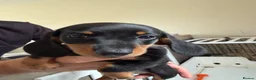 Miniature Dachshund dogs for sale: *Reduced* Ready to go Miniature Dachshunds - Advert 9