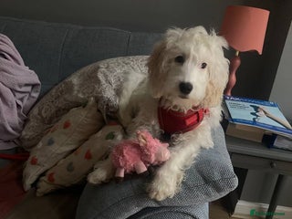 Cockapoo dogs Beloved Cockapoo Bubble for sale - Advert 1