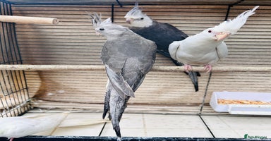 Cockatiels birds - Advert 1