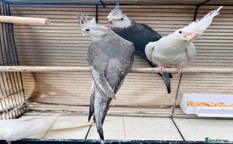 Cockatiels birds - Advert 2