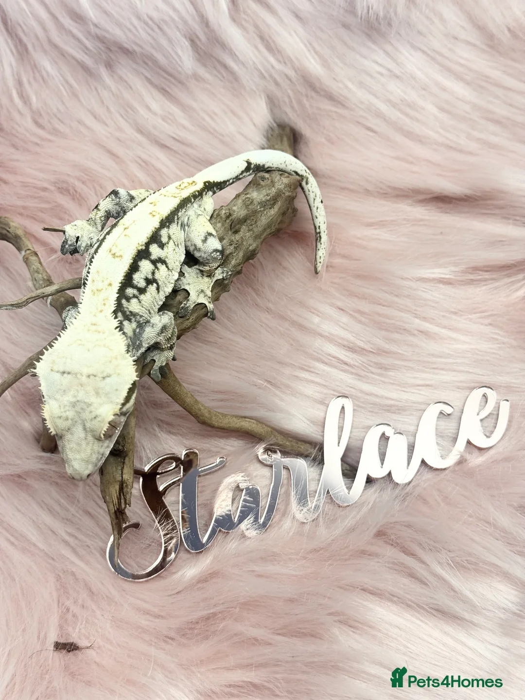 Gecko reptiles for sale: Male & Female High End Morphs  - Advert 1