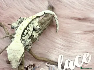 Gecko reptiles Male & Female High End Morphs - Advert 15