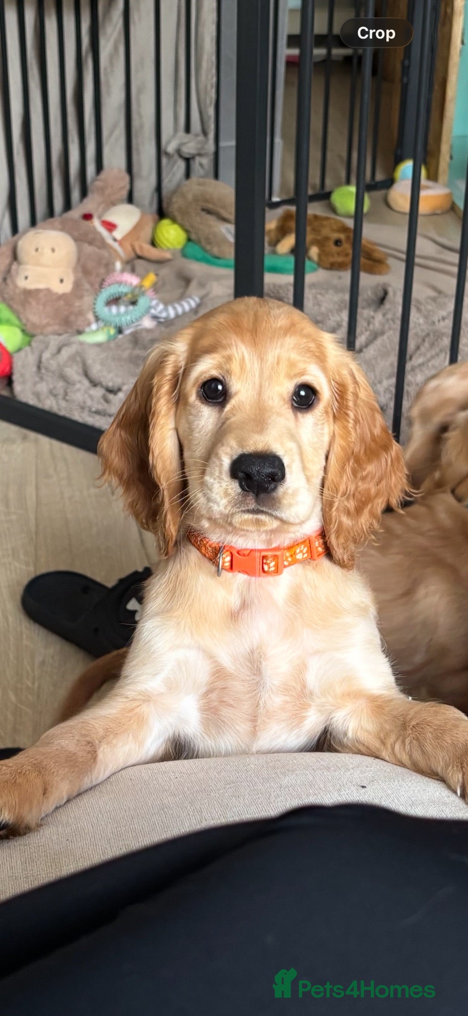 Cocker Spaniel dogs Cocker Spaniel Puppy’s  - Advert 2