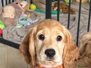 Cocker Spaniel dogs Cocker Spaniel Puppy’s - Advert 2