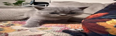 British Shorthair Kitten 2