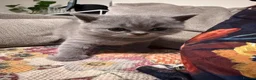 British Shorthair cats for sale:  Adorable kittenBlue British Shorthair  GCCF - Advert 16