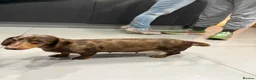 Miniature Dachshund dogs for sale: Beautiful litter of 3 miniature dachshund  - Advert 2