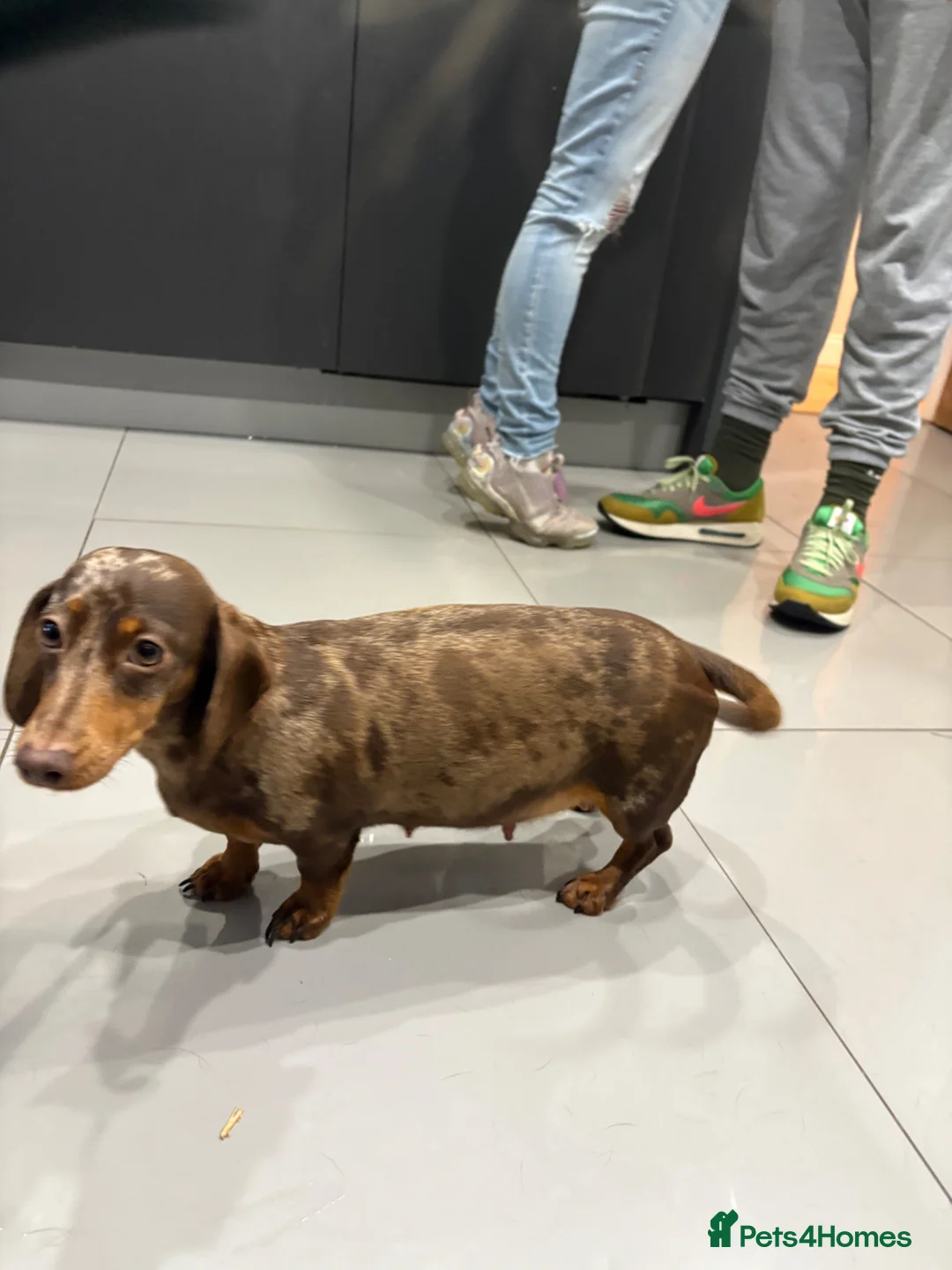 Miniature Dachshund dogs for sale: Beautiful litter of 3 miniature dachshund  - Advert 2