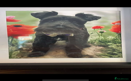 Miniature Schnauzer dogs for sale: Frank - Image 1