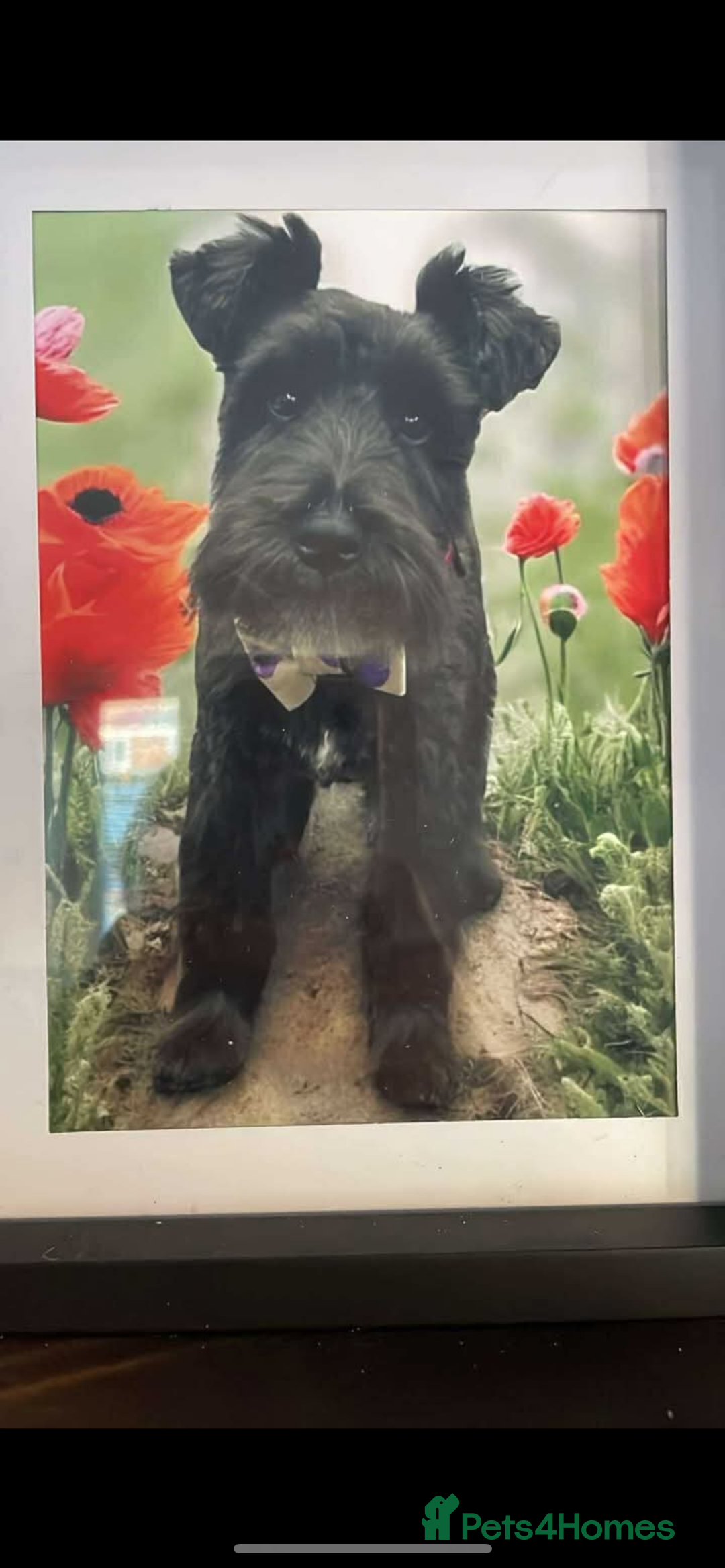 Miniature Schnauzer dogs for sale: Frank - Image 1