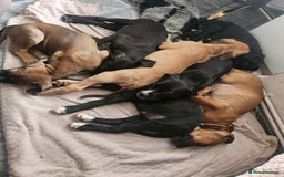Mixed Breed dogs for sale: Cane Corso mix Puppies  - Image 5