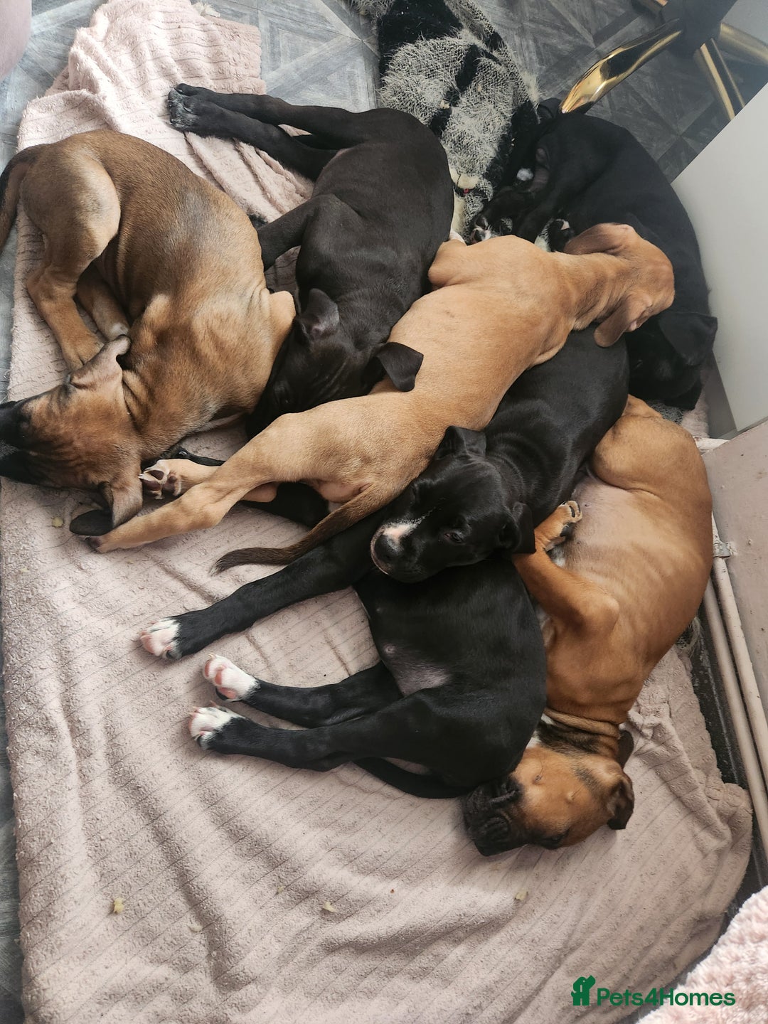 Mixed Breed dogs for sale: Cane Corso mix Puppies  - Image 5