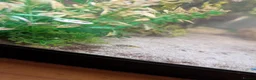 Other/Mixed Breed fish for sale: Fish and tank with everything  - Advert 4