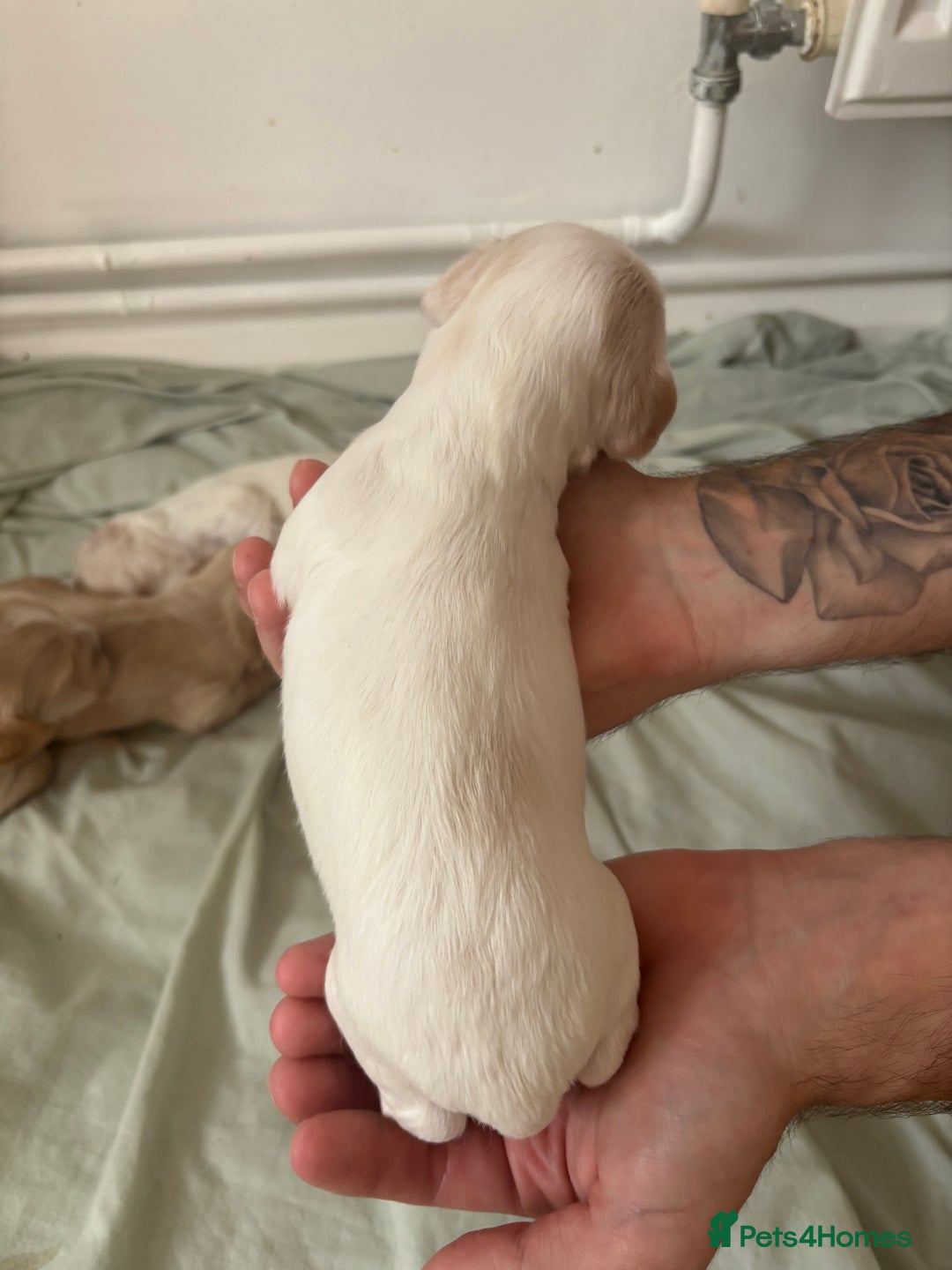 Cocker Spaniel dogs for sale: Cocker spaniel puppies  - Image 13