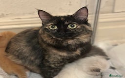 Ragdoll cats for sale: Fluffy, Gentle, Cuddly, Affectionate Kittens - Image 11