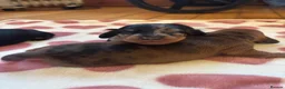 Dachshund dogs for sale: Dachshund puppies - Advert 8