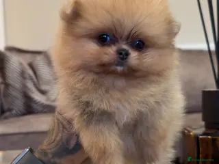 Pomeranian dogs TEDDY FACED GIRL - Advert 1