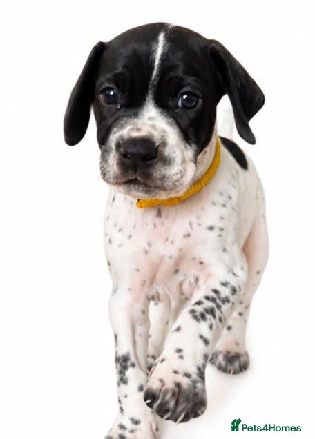 Pointer dogs English Pointers - Advert 8