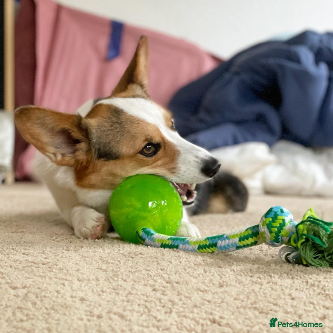Welsh Corgi Pembroke dogs for sale: Pembroke Welsh Corgi Looking For Her Forever Home - Advert 5